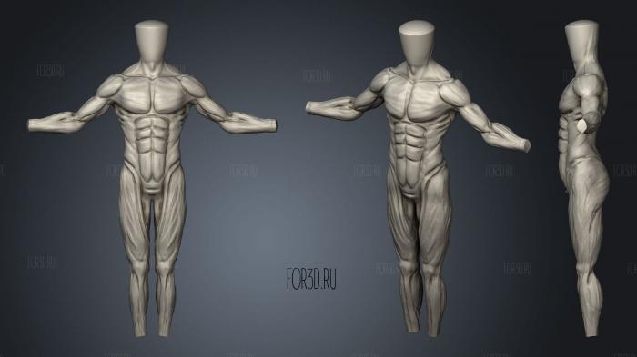 Male Anatomy 3d stl модель для ЧПУ