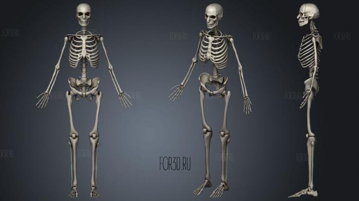 Male Skeletal System Skeleton stl model for CNC