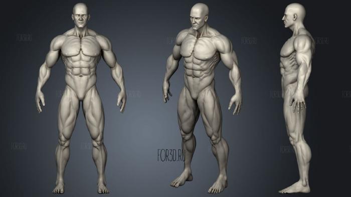 Мышечная анатомия человека Базовая сетка человека 3d stl модель для ЧПУ
