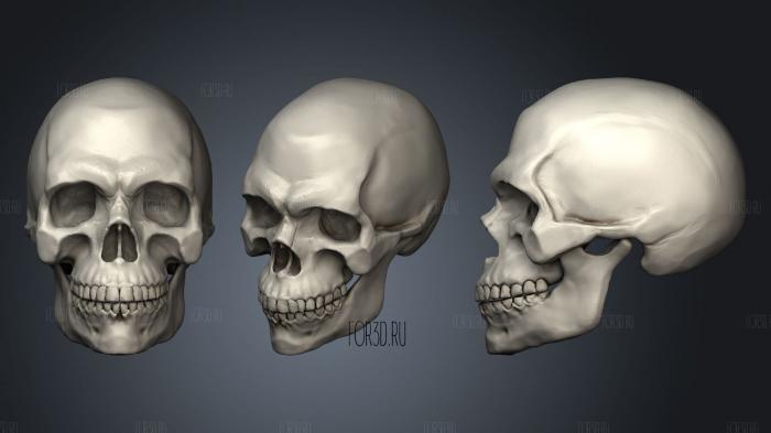 Realistic Human Male Skull for drawing reference 2 stl model for CNC