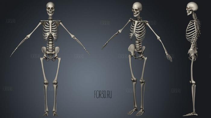 Rigged Skeleton stl model for CNC