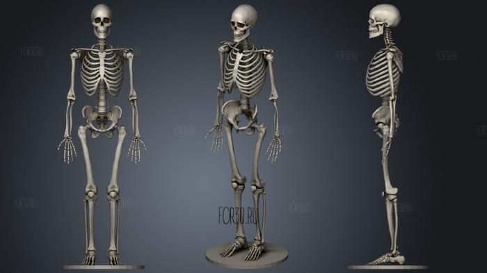 Skeleton 2 stl model for CNC