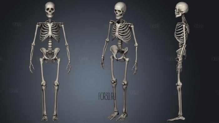 Skeleton 19