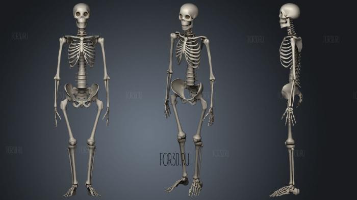 Скелет 56