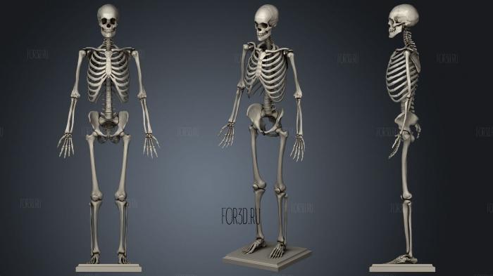 Skeleton standing 2 stl model for CNC