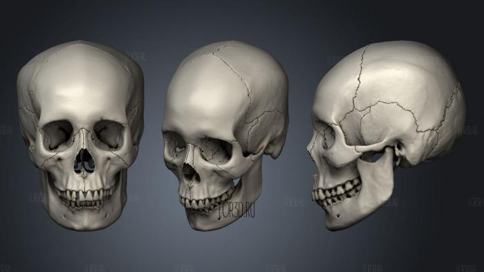 Skull (2) stl model for CNC