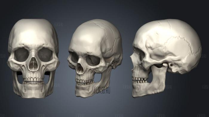 Skull Human Adult Male 2 2 stl model for CNC