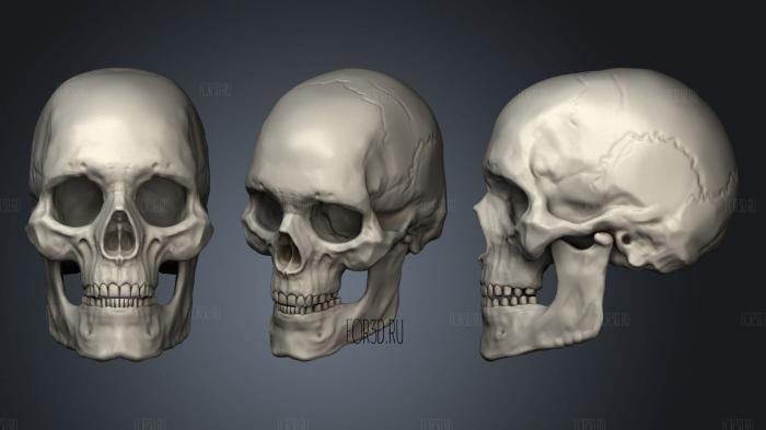 Skull Human Adult Male 2 stl model for CNC