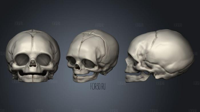 Skull Human Infant stl model for CNC