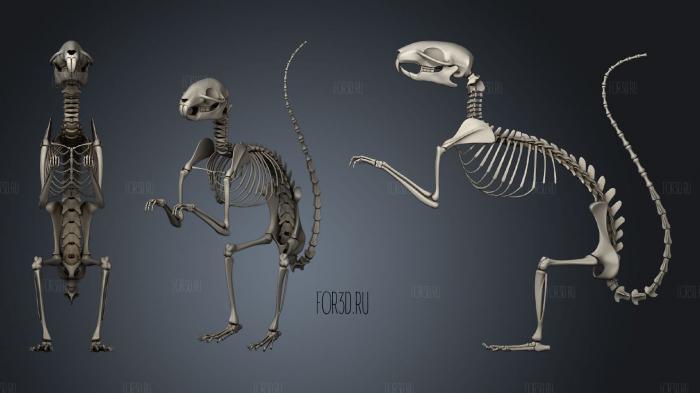Squirrel Skeleton stl model for CNC