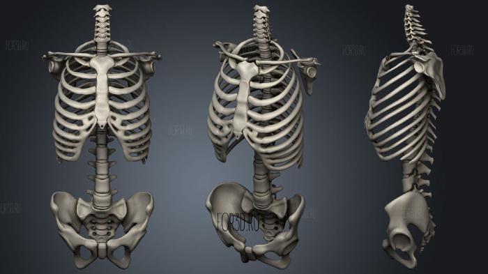 Torso skeleton Skeletal System stl model for CNC
