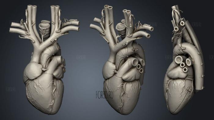 Anatomical Heart stl model for CNC