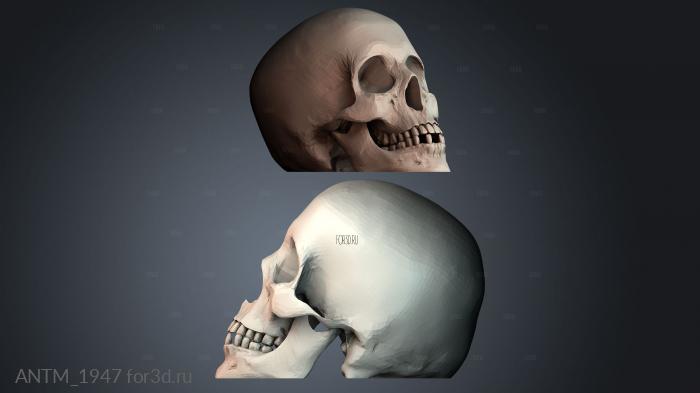 ANTM_1947 3d stl модель для ЧПУ