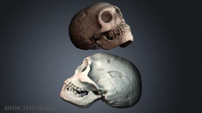 ANTM_1970 3d stl модель для ЧПУ