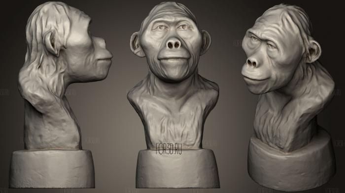 Australopithecus Lucy 3 stl model for CNC