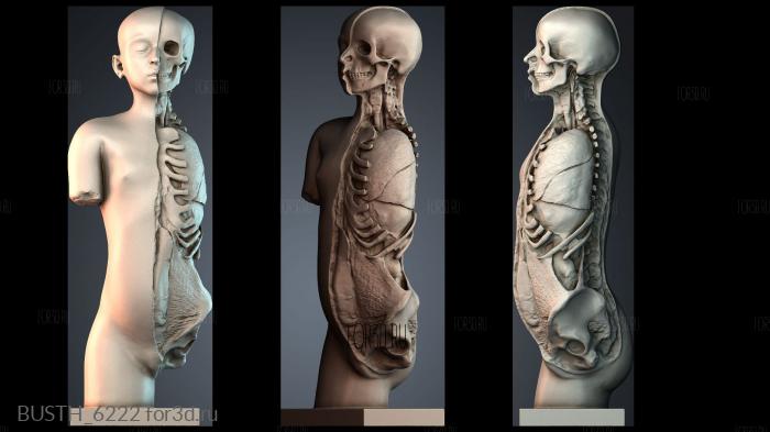 BUSTH_6222 stl model for CNC