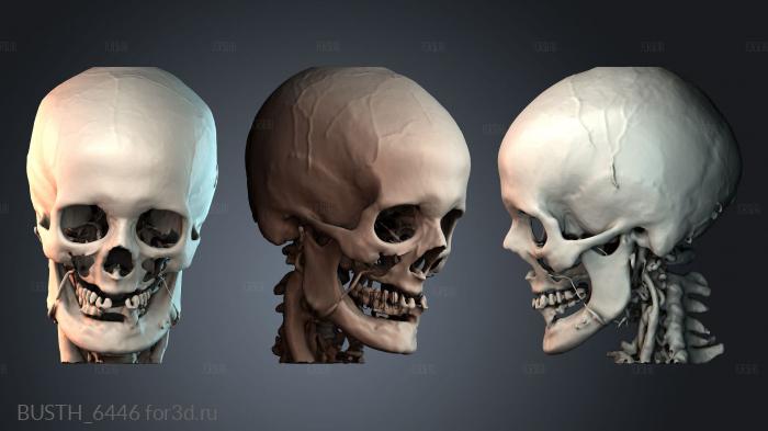 BUSTH_6446 3d stl модель для ЧПУ