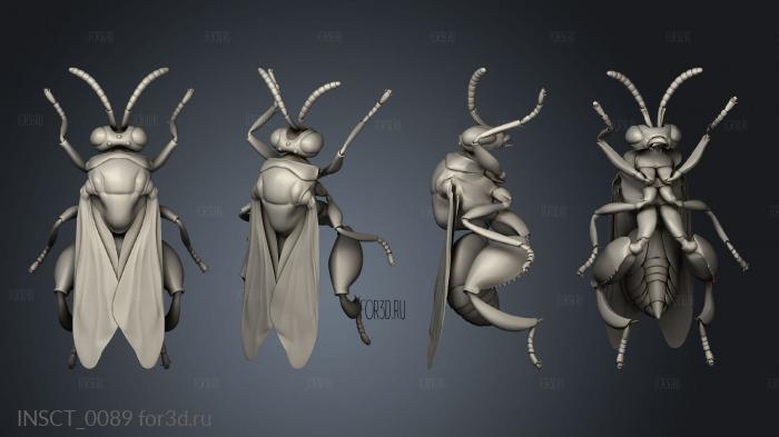 insects beetle