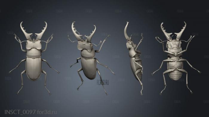 insects beetle