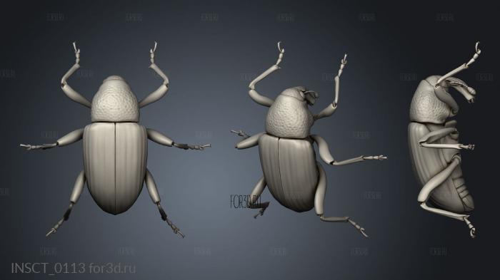 insects beetle