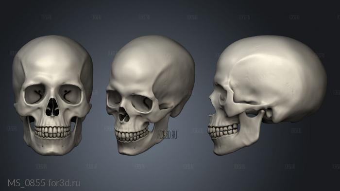 detailed human skull stl model for CNC