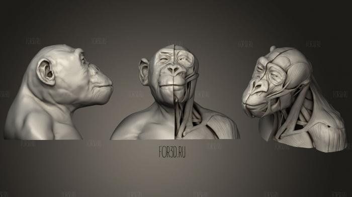 The Anatomy of the Bonobo stl model for CNC