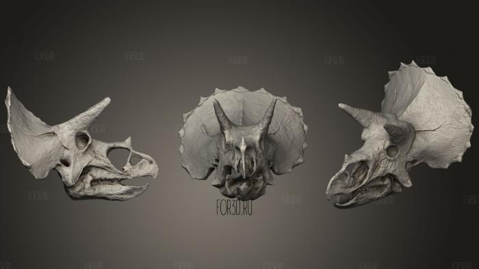 Triceratops Skull In Colorado Usa stl model for CNC