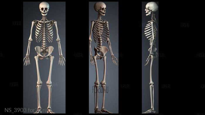 NS_3903 3d stl модель для ЧПУ