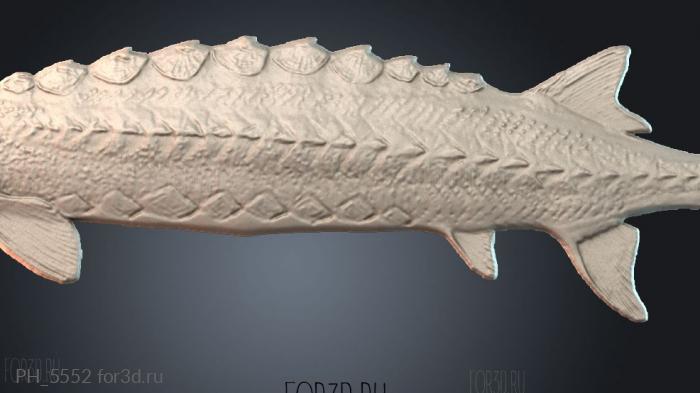 PH_5552 3d stl for CNC