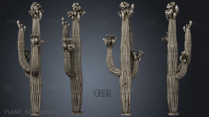 Saguaro Cactus Blooming Feature stl model for CNC