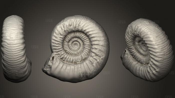 Large Ammonite Fossil stl model for CNC