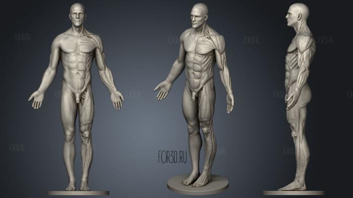 Anatomy reference stl model for CNC