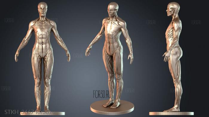 STKH_3667 3d stl модель для ЧПУ