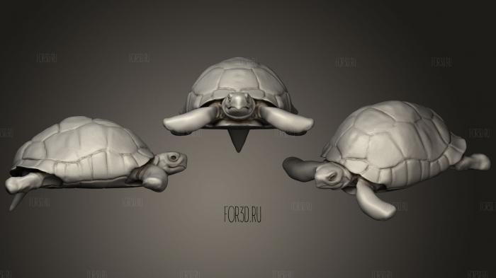 Hermanns tortoise WIP 3