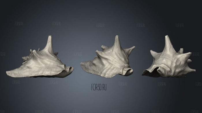 Conch Shell stl model for CNC