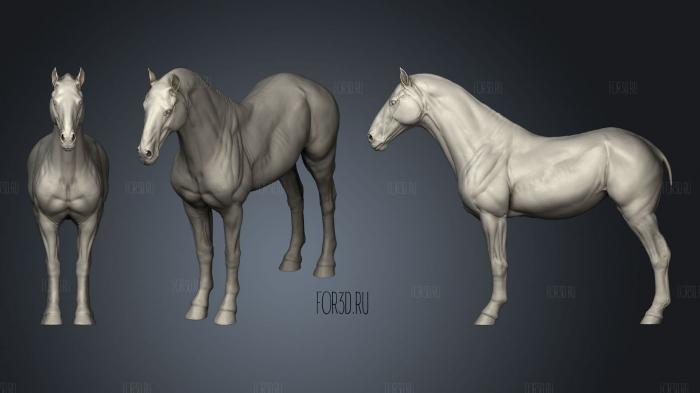 Horse Anatomy 3d stl модель для ЧПУ