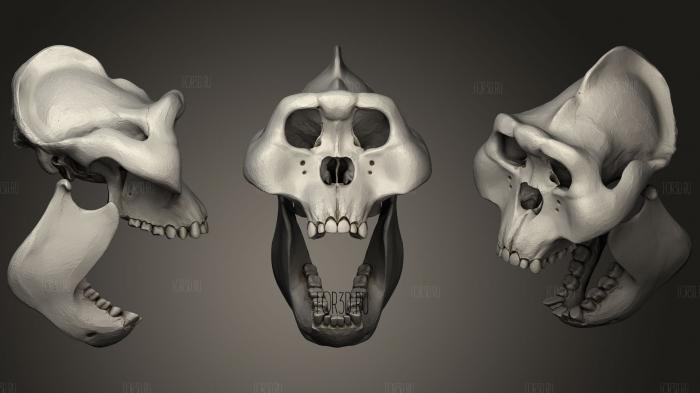 Gigantopithecus Skull 3d stl for CNC