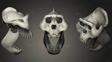 Gigantopithecus Skull stl model for CNC