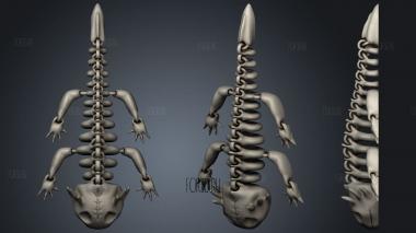 Axolotl skeleton stl model for CNC