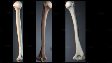 STKPR_11246 stl model for CNC