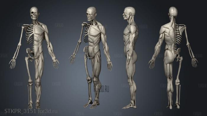 Anatomy Study 3d stl for CNC