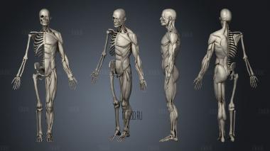 Anatomy Study stl model for CNC