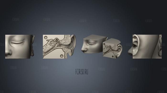 Oreja 3d stl модель для ЧПУ