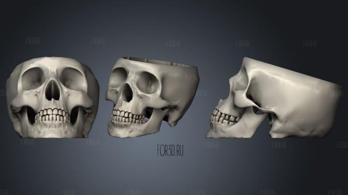 Dr Brain real skull smoothed 3d stl модель для ЧПУ