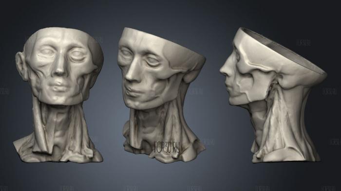 Анатомия человека голова 2 3d stl модель для ЧПУ