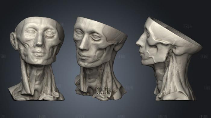 Анатомия человека голова 3d stl модель для ЧПУ